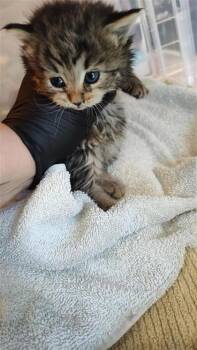 Domestic Medium Hair Cats Available for Adoption in El Paso, Texas - 60860975 | PetCurious