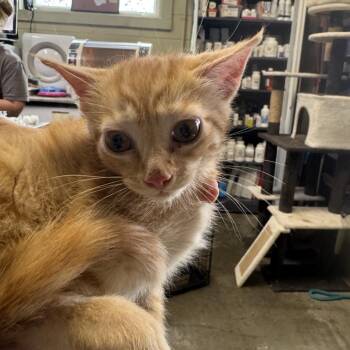 Graham -  Domestic Short Hair Cat for Adoption in Columbus, North Carolina - Graham | PetCurious
