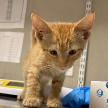 Bubbles -  Domestic Short Hair Cat for Adoption in Yuma, Arizona - Bubbles | PetCurious
