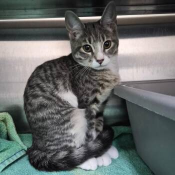 Katana 29903 -  Domestic Short Hair Cat for Adoption in Middleburg, Florida - Katana 29903 | PetCurious