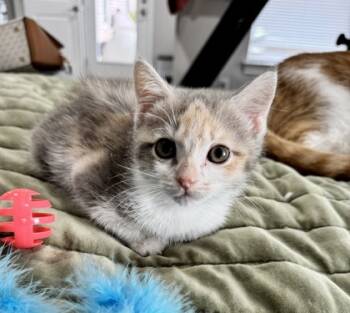 Rescue Domestic Short Hair Cats for Adoption in Fort Worth, Texas - Darcy (pre Adopt) | PetCurious