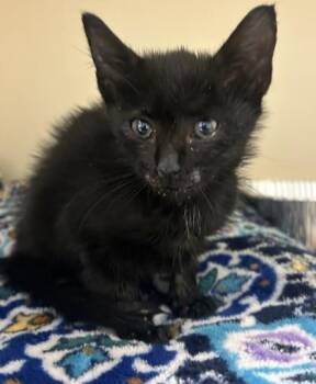 Lucille -  Domestic Short Hair Cat for Adoption in Chamblee, Georgia - Lucille | PetCurious
