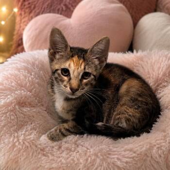 Magnolia -  Tabby and Calico Cat for Adoption in Palmetto Bay, Florida - Magnolia | PetCurious