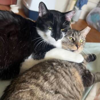 Domestic Short Hair Cats Available for Adoption in Huntington, Massachusetts - Fiddle And Floof | PetCurious