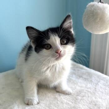 Domestic Short Hair Cats Available for Adoption in Bardstown, Kentucky - Cupid | PetCurious