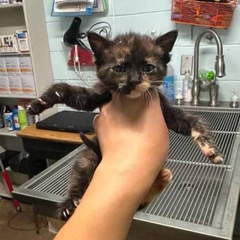 BAC-Stray-142253 -  Domestic Short Hair Cat for Adoption in Beaumont, Texas - BAC-Stray-142253 | PetCurious