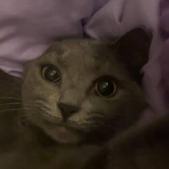 Sylvie -  Domestic Short Hair Cat for Adoption in Huntsville, Alabama - Sylvie | PetCurious