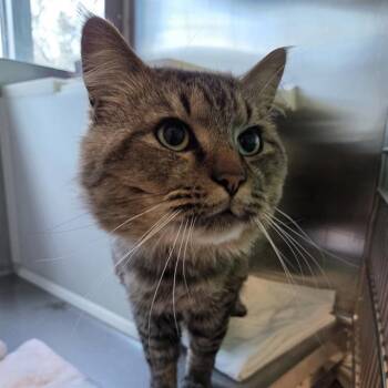 Domestic Long Hair Cats Available for Adoption in Barnstable, Massachusetts - AANG | PetCurious