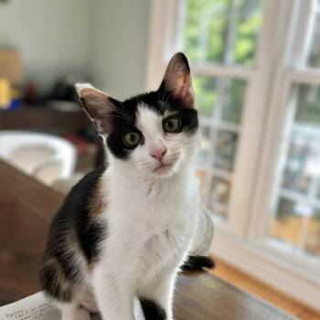 Grapenut -  Domestic Short Hair Cat for Adoption in Apex, North Carolina - Grapenut | PetCurious