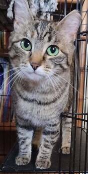 Taryn -  Domestic Short Hair Cat Available for Adoption in Boone, Colorado - Taryn | PetCurious