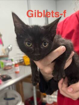 Rescue Domestic Short Hair Cats for Adoption in Brookhaven, Mississippi - Giblets 25 | PetCurious
