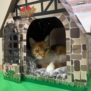 Domestic Short Hair Cats Available for Adoption - Ginger | PetCurious
