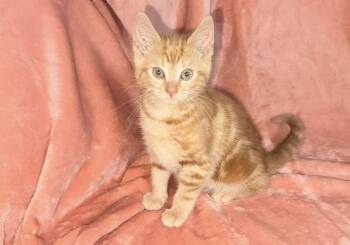 Summer -  Domestic Short Hair Cat for Adoption in North Babylon, New York - Summer | PetCurious