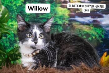 Willow -  Domestic Long Hair Cat for Adoption in Sevierville, Tennessee - Willow | PetCurious