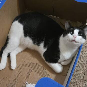 Snoopy -  Domestic Short Hair and Tuxedo Cat for Adoption in Liverpool, Texas - Snoopy | PetCurious