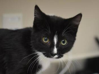 Rummi -  Domestic Short Hair Cat for Adoption in Portland, Oregon - Rummi | PetCurious