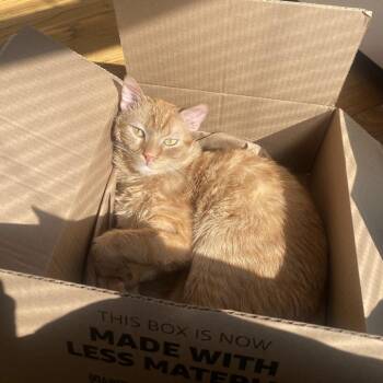 Rescue Domestic Short Hair Cats for Adoption in Evanston, Illinois - Ike | PetCurious