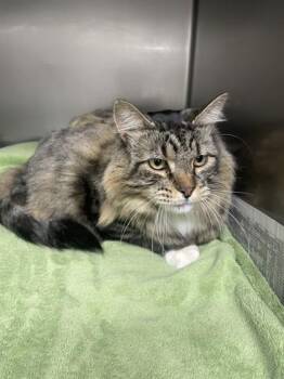 Rocky -  Domestic Medium Hair and Domestic Short Hair Cat for Adoption in Bellevue, Washington - Rocky | PetCurious