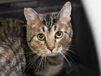 Phoenix -  Domestic Short Hair Cat for Adoption in Portland, Oregon - Phoenix | PetCurious