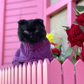 Scottish Fold Cats Available for Adoption - Lorik | PetCurious