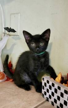 Rescue Domestic Short Hair Cats for Adoption in Tustin, California - Coffee Bean | PetCurious