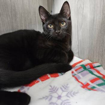 Melvin -  Domestic Short Hair Cat for Adoption in Los Angeles, California - Melvin | PetCurious