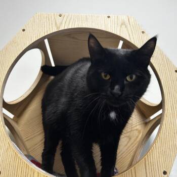 Frittata -  Domestic Short Hair Cat for Adoption in Evanston, Illinois - Frittata | PetCurious