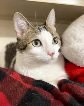 Domestic Short Hair Cats Available for Adoption in Elmsford, New York - Katara - Available 5/4 | PetCurious