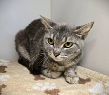 Domestic Short Hair Cats Available for Adoption - MINNOW | PetCurious