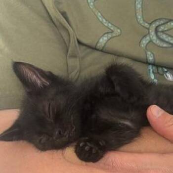 Aster -  Domestic Short Hair Cat for Adoption in Chattanooga, Tennessee - Aster | PetCurious