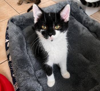 Simon - 5 Months ( Avail 7/15) -  Domestic Short Hair Cat for Adoption in Sterling, Massachusetts - Simon - 5 Months ( Avail 7/15) | PetCurious