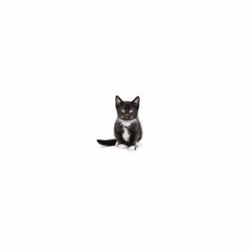 Domestic Short Hair Cats Available for Adoption in Los Angeles, California - Bazooka Gum | PetCurious