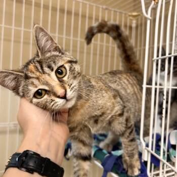 Dina -  Domestic Short Hair Cat for Adoption in Myerstown, Pennsylvania - Dina | PetCurious