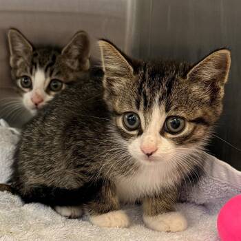 Pietro -  Domestic Short Hair Cat for Adoption in East Hampton, New York - Pietro | PetCurious