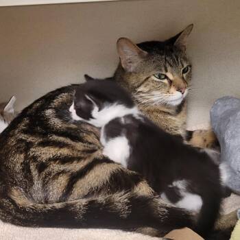 Lilly -  Domestic Short Hair Cat for Adoption in Wheeling, Illinois - Lilly | PetCurious