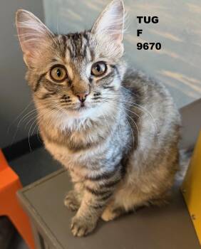 Rescue Domestic Medium Hair Cats for Adoption in Weatherford, Texas - Tug | PetCurious