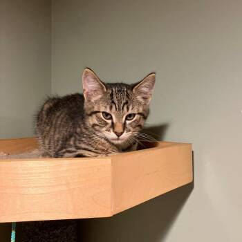 0626-126 Tigger -  Domestic Short Hair Cat for Adoption in Abingdon, Maryland - 0626-126 Tigger | PetCurious