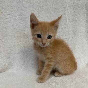 Sugar -  Domestic Short Hair Cat for Adoption in Hawthorne, California - Sugar | PetCurious