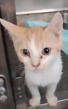 Rescue Domestic Short Hair Cats for Adoption in Olney, Illinois - Summer | PetCurious