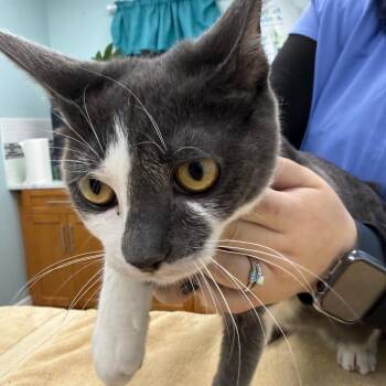 Tinkie -  Domestic Short Hair Cat for Adoption in Buffalo, New York - Tinkie | PetCurious