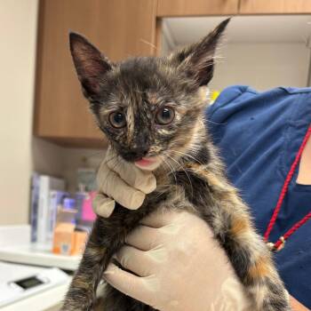 Norway -  Domestic Short Hair Cat for Adoption in Reno, Nevada - Norway | PetCurious