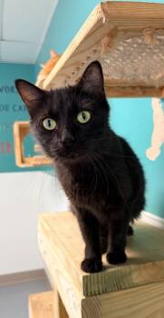 Salem -  Domestic Long Hair Cat for Adoption in Batesville, Arkansas - Salem | PetCurious