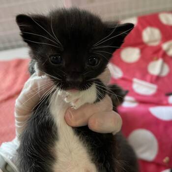 Turbo -  Domestic Short Hair Cat for Adoption in Redwood Valley, California - Turbo | PetCurious