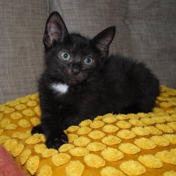 Jimson & Stewart -  Domestic Short Hair Cat for Adoption in New York, New York - Jimson & Stewart | PetCurious