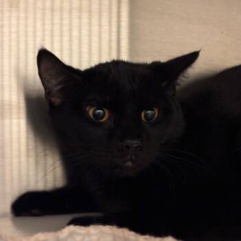 Little Bit -  Domestic Short Hair Cat for Adoption in Council Bluffs, Iowa - Little Bit | PetCurious