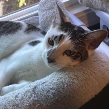Tiger -  Domestic Short Hair Cat for Adoption in Long Beach, California - Tiger | PetCurious
