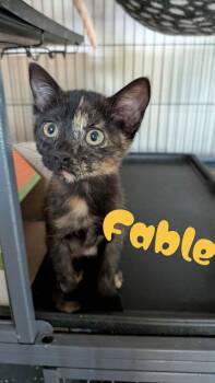 Fable -  Domestic Short Hair and Siamese Cat for Adoption in Alafaya, Florida - Fable | PetCurious