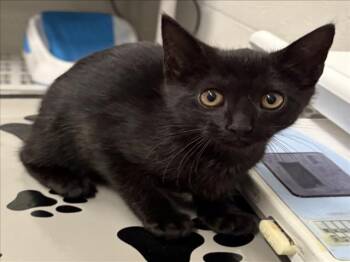 EENIE -  Domestic Short Hair Cat for Adoption in Derwood, Maryland - EENIE | PetCurious