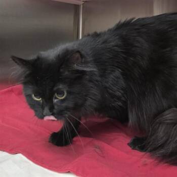 VANILLA -  Domestic Long Hair Cat for Adoption in St. Louis, Missouri - VANILLA | PetCurious