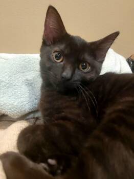Sans -  Domestic Short Hair Cat for Adoption in Wheaton, Illinois - Sans | PetCurious
